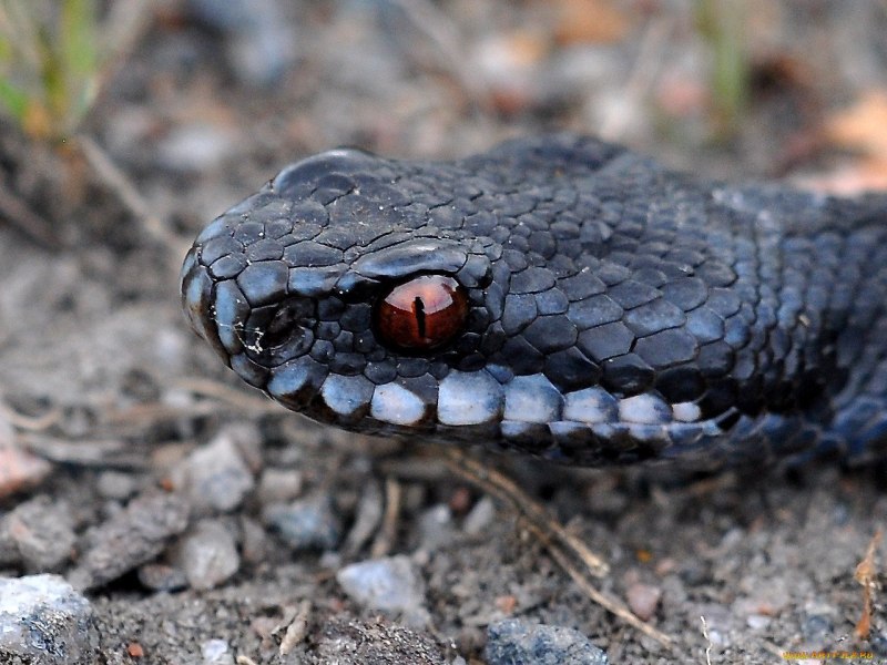Гадюка Сахалинская ( Vipera sachalinensis )