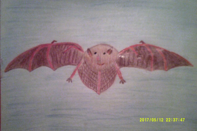 Водяная ночница Myotis daubentonii