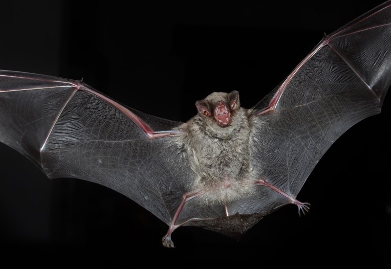 Обыкновенный длиннокрыл Miniopterus schreibersi