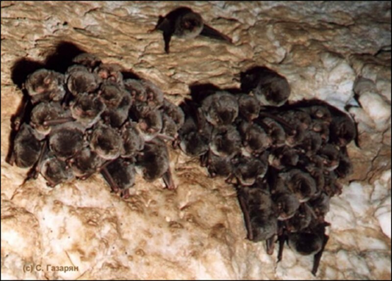 Ночница Брандта (Myotis brandtii (Eversmann, 1845))