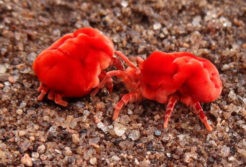 Клещи – краснотелки (Trombidium)