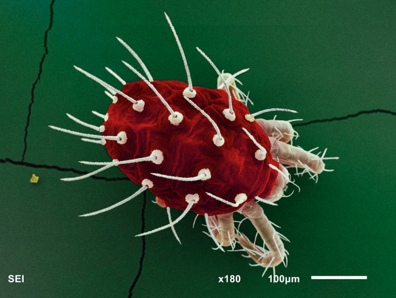 Dermanyssus gallinae строение