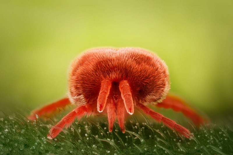Бархатный клещ (Trombidiidae)