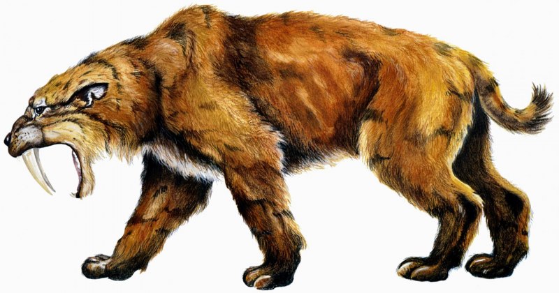 Кошачьи и псовые