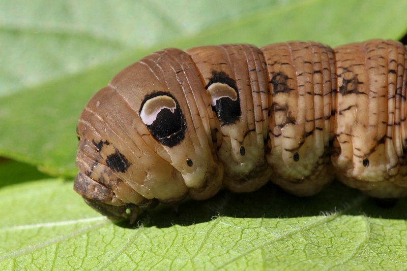 Acronicta Tridens гусеница