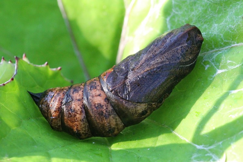 Gnophria rubricollis гусеница