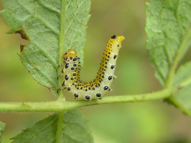 Papilio Troilus гусеница бабочка