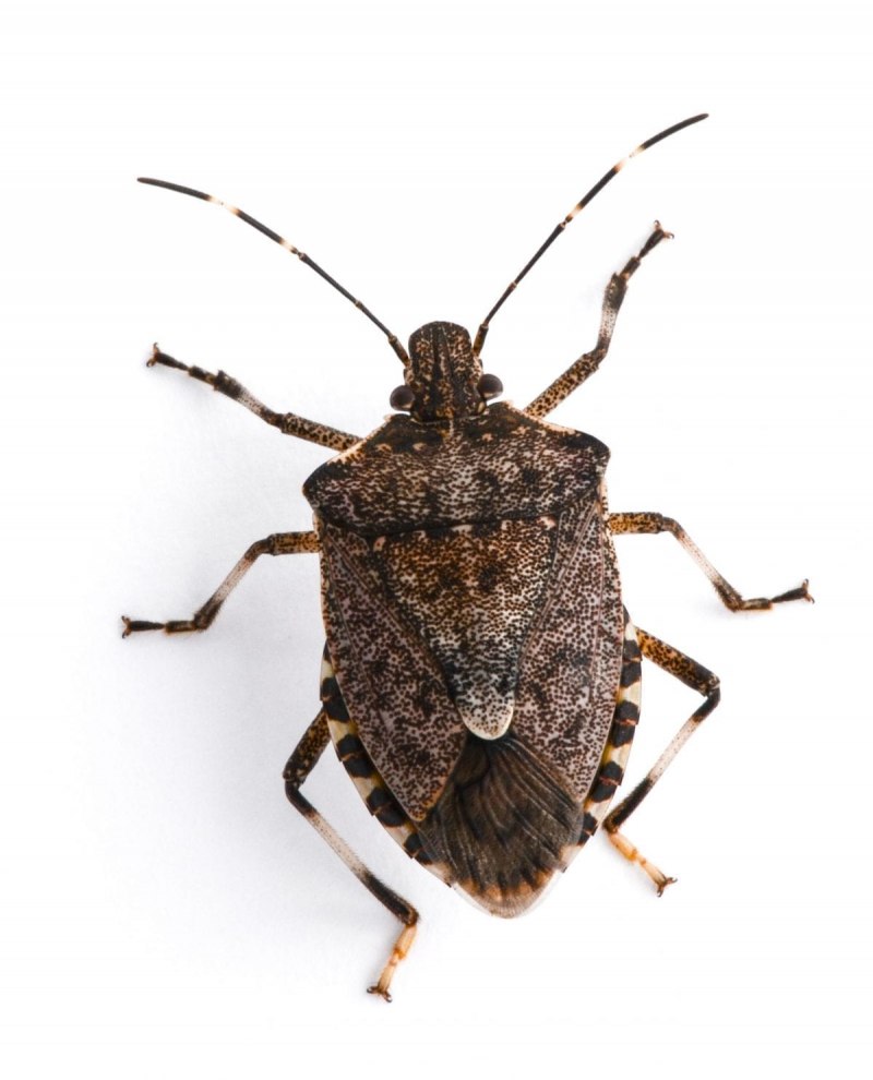 Ixodes Ricinus нимфа