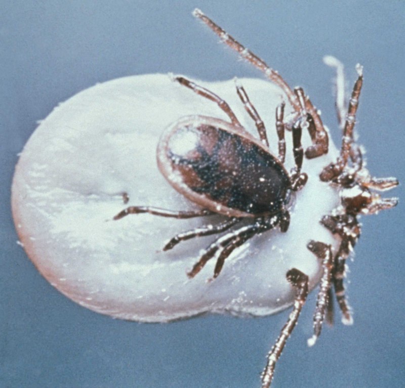 Ixodes hexagonus