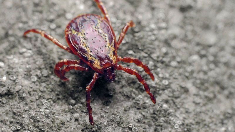 Ixodidae иксодовые клещи