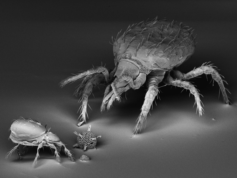 Tetranychus urticae