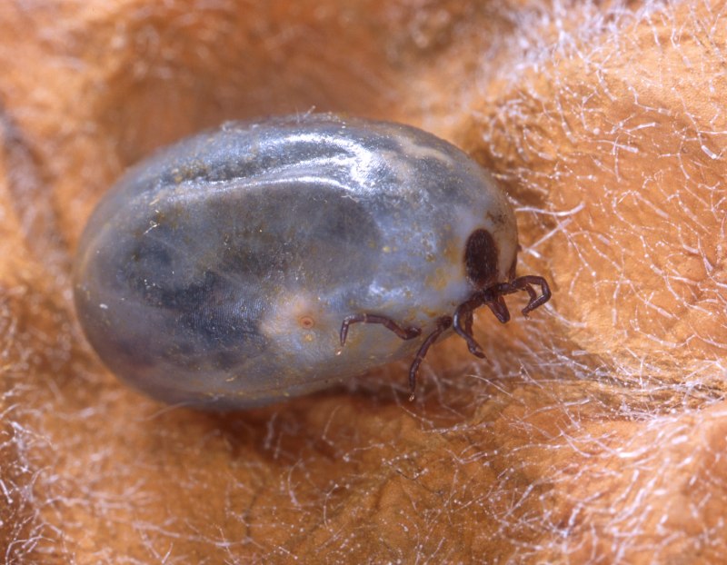 Ixodes vespertilionis