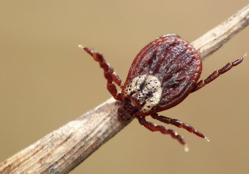 Чесоточный зудень (Sarcoptes scabiei)