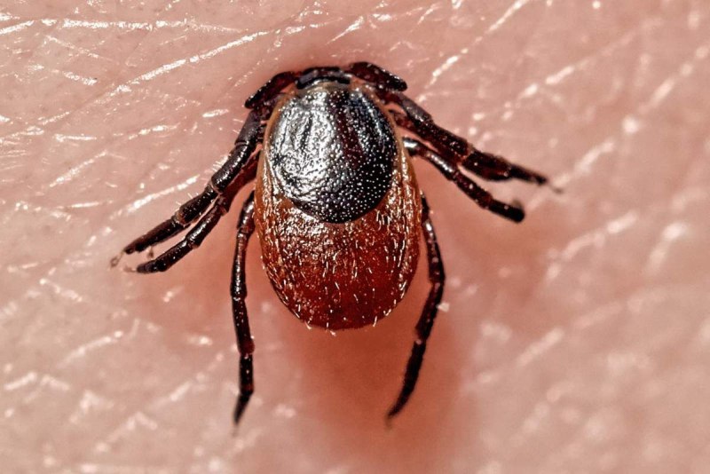 Amblyomma maculatum