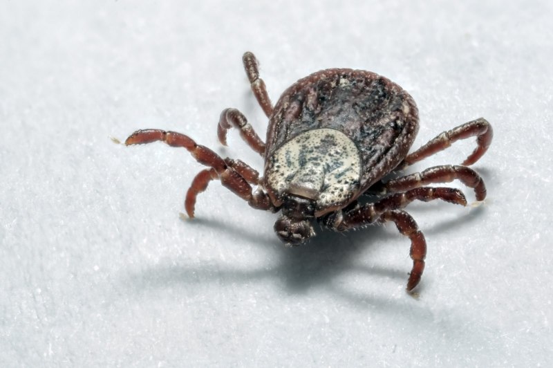 Halyomorpha halys
