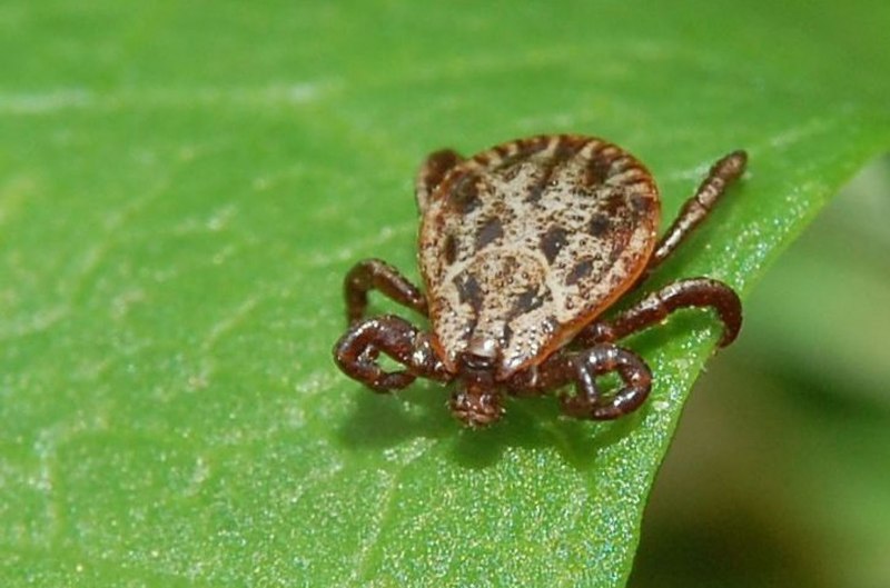 Dermacentor reticulatus Луговой клещ