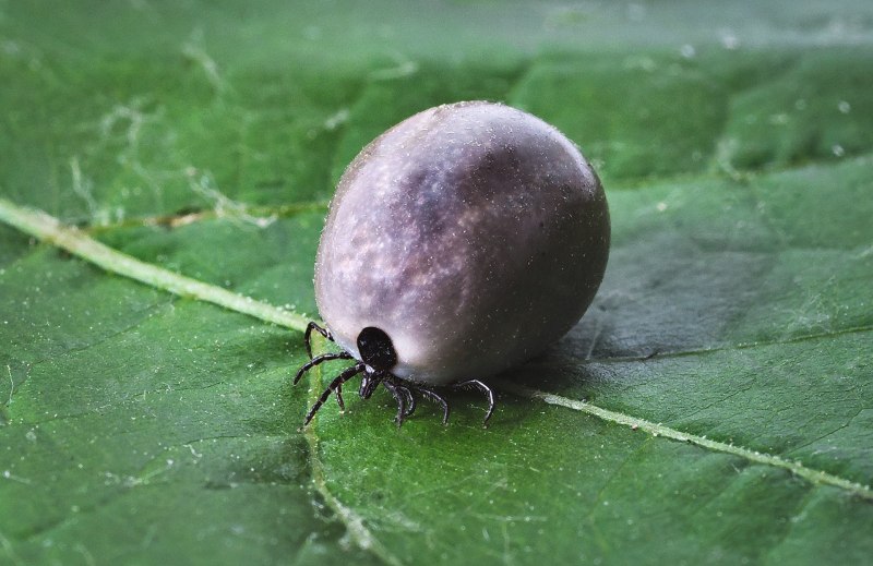 Собачий клещ Rhipicephalus sanguineus