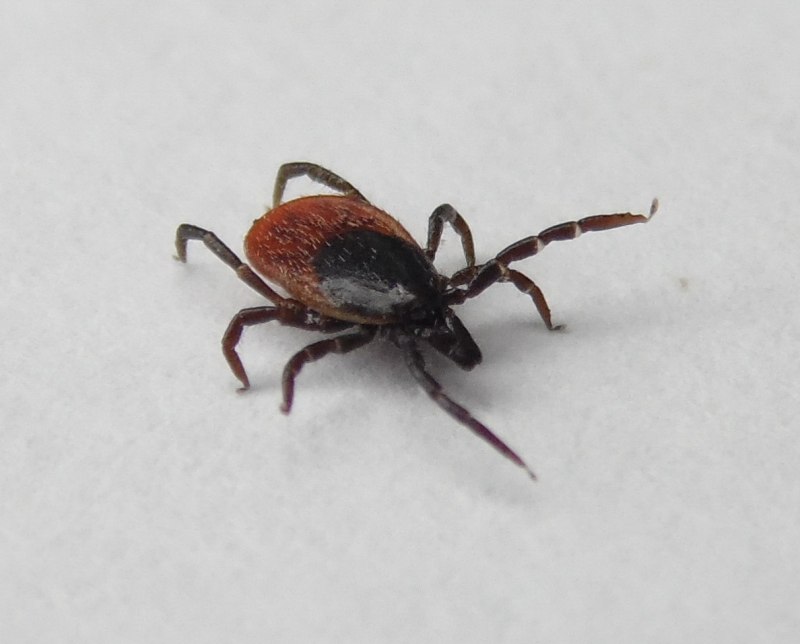 Alveonasus Lahorensis