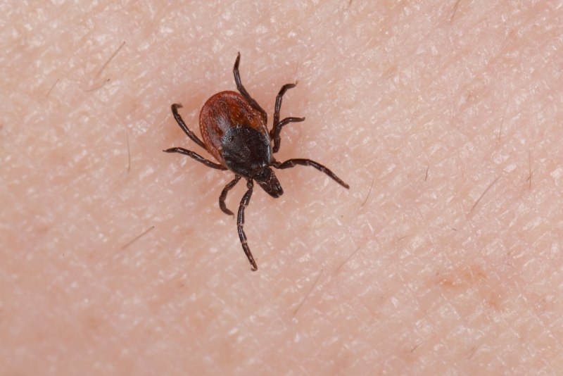 Клещ Ixodes Ricinus