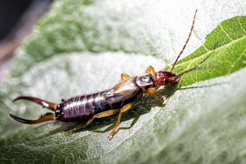 Уховертки Forficulidae,