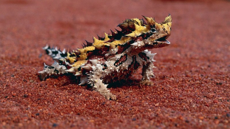 Thorny Devil Lizard