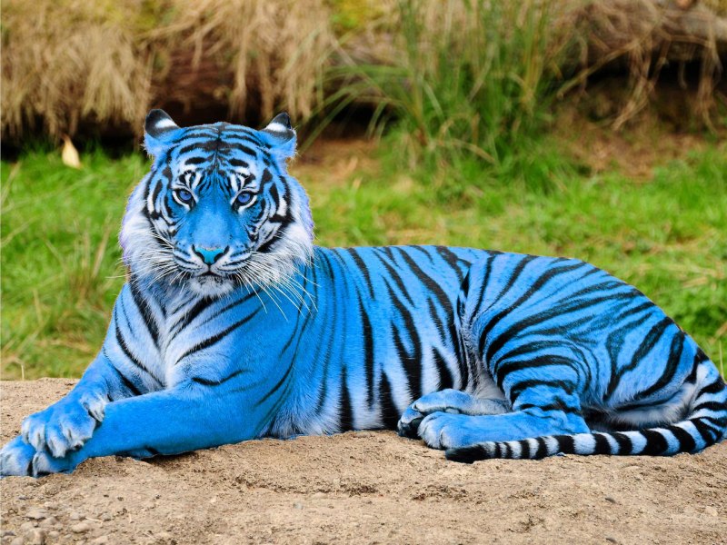 Синий тигр (64 фото)