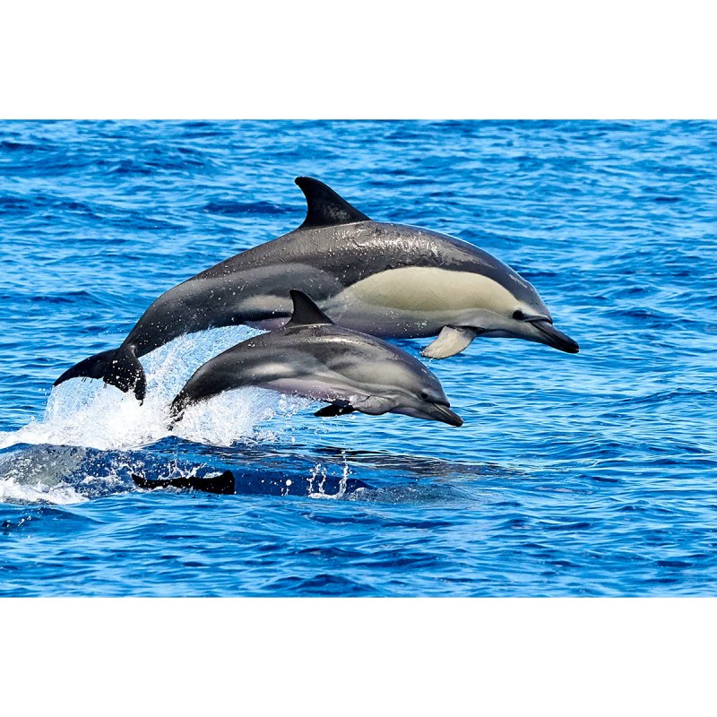 Дельфин белобочка (70 фото)