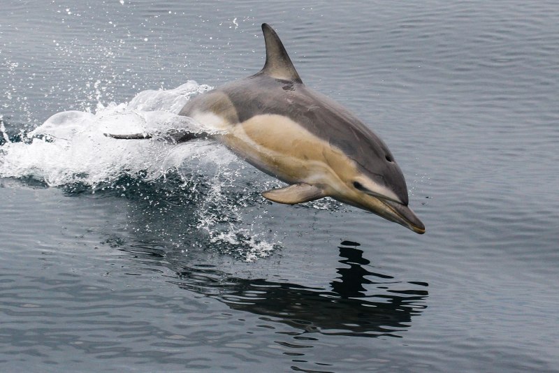 Cephalorhynchus commersonii