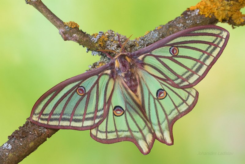 Французская бабочка (61 фото)
