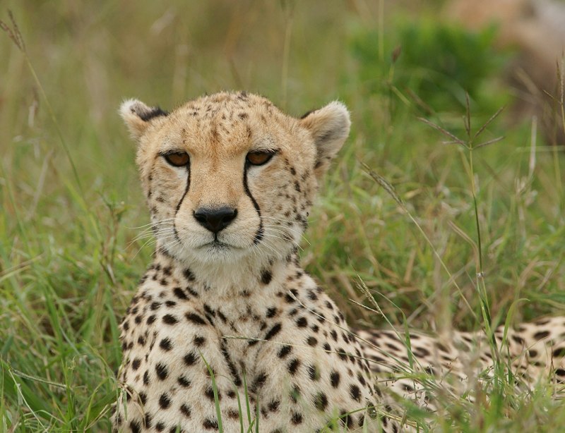 Cheetah (гепард)