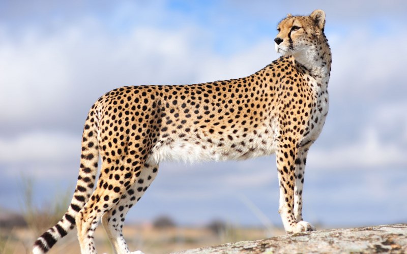 Гепард млекопитающее (35 фото)