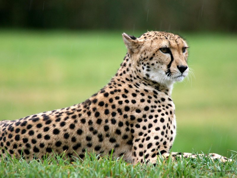 Гепард Cheetah 1994