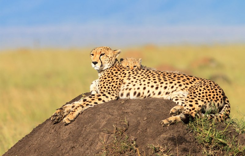 Cheetah (гепард)
