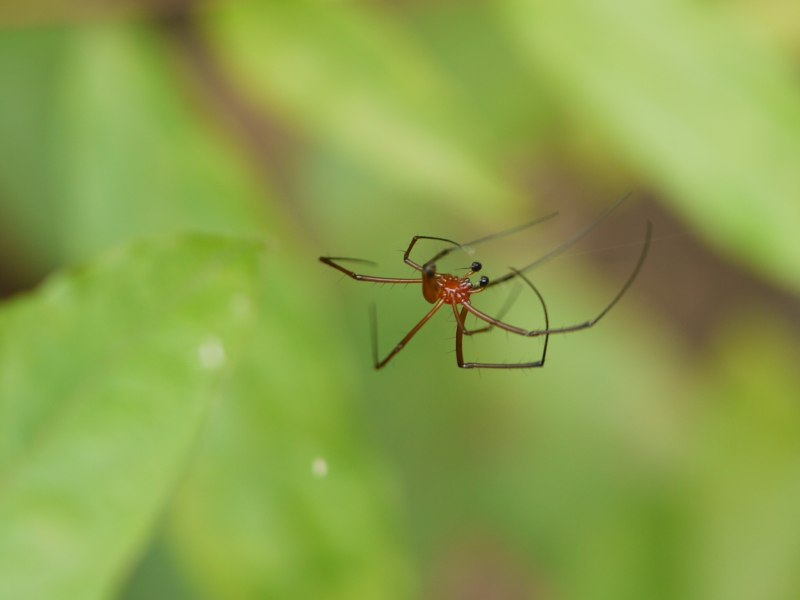 Nephila maculata