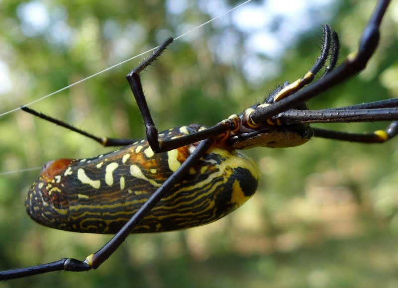 Winged Spider
