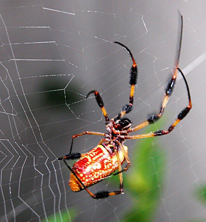 Nephila maculata