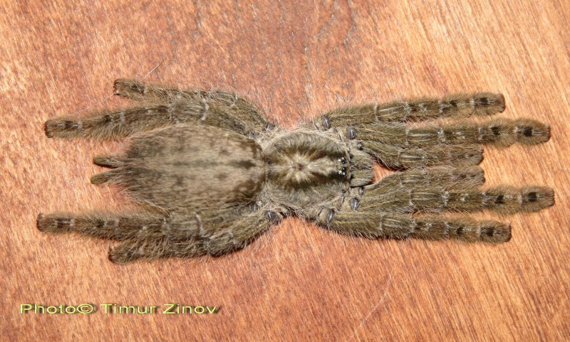 Nephila maculata паук