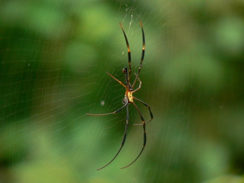 Poecilotheria smithi