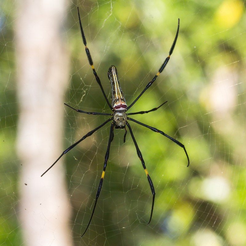 Mane maculata