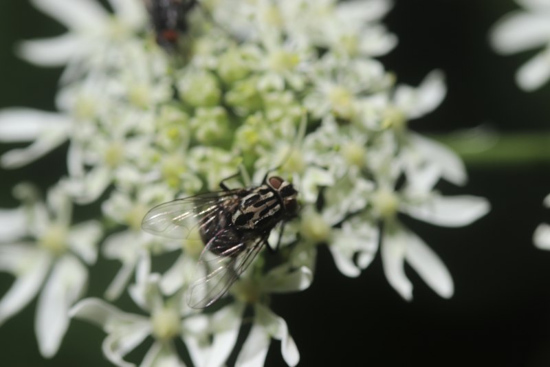 Паук Cyclosa mulmeinensis, паук-Кукловод
