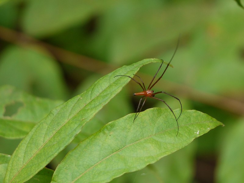 Nephila maculata паук
