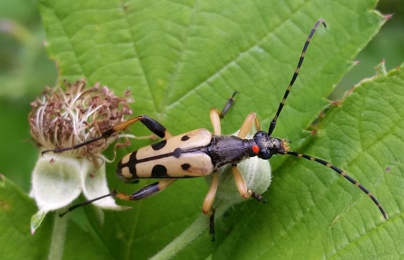 Nephila maculata