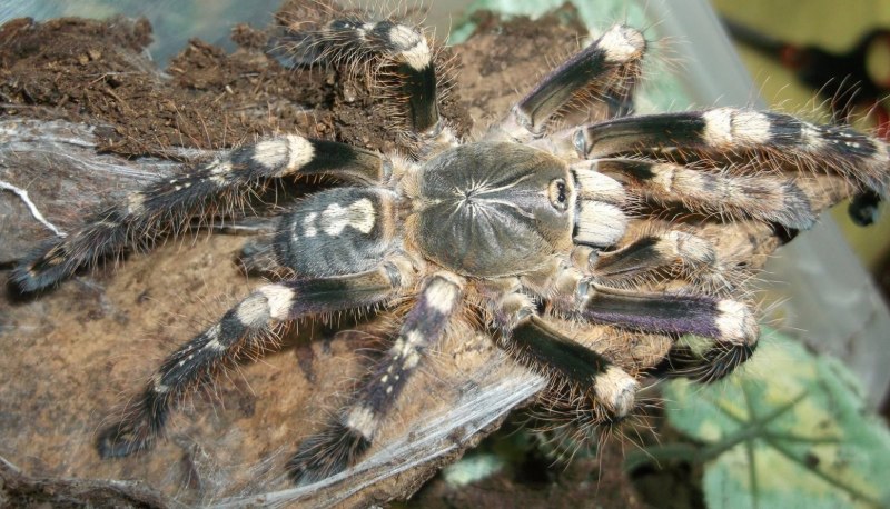 Allothereua maculata строение