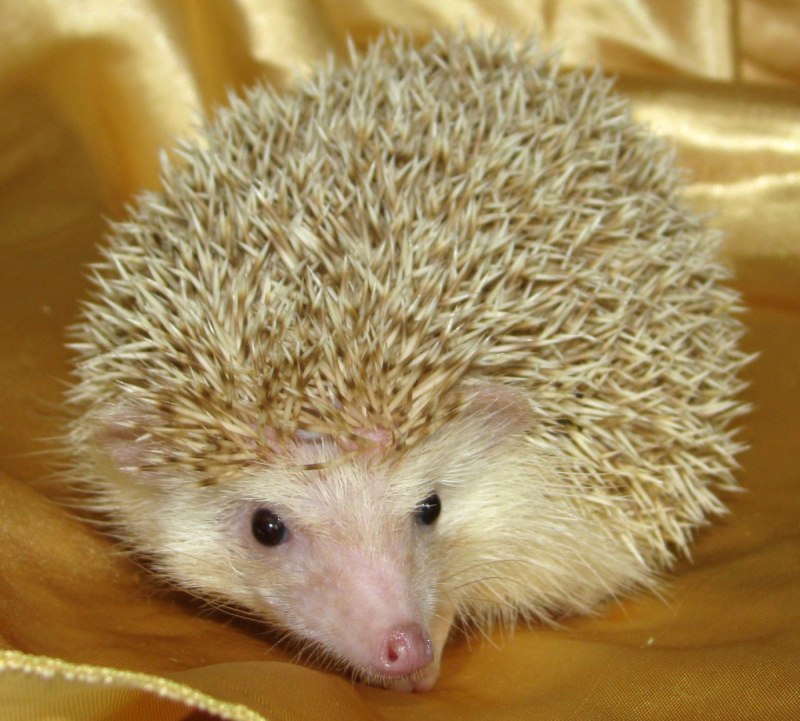 Ёж Даурский (Mesechinus dauuricus Sundeval, 1841)