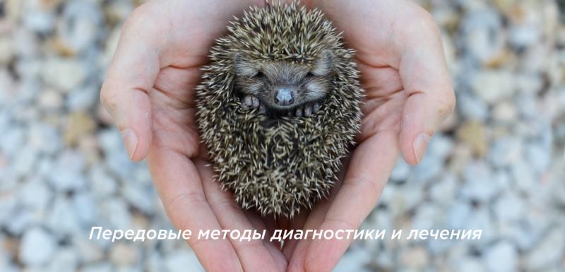 Ежик под елкой