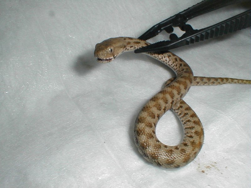 Гадюка армянская (Vipera xanthina)