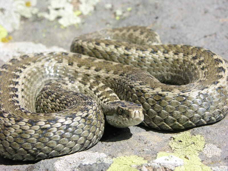 Crotalus cerastes — рогатый гремучник