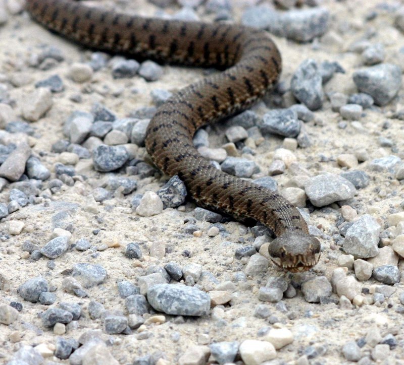 Гадюка армянская (Vipera xanthina)
