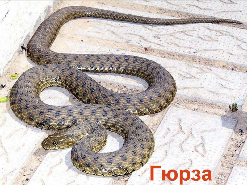 Гадюка Кобра Гюрза