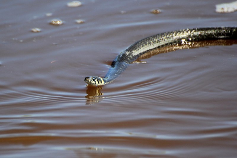 Водяные змеи